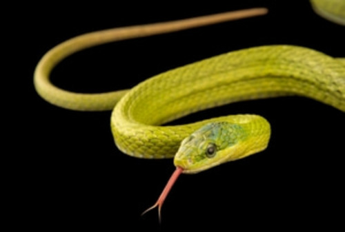 그린 부쉬 스네이크 (Green bush Snake)